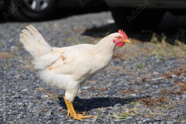 Fototapeta 右向きの鶏の中雛　生後2か月