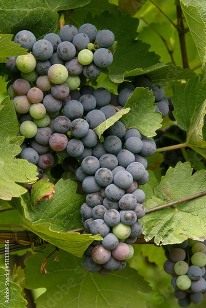 Fototapeta Weintrauben