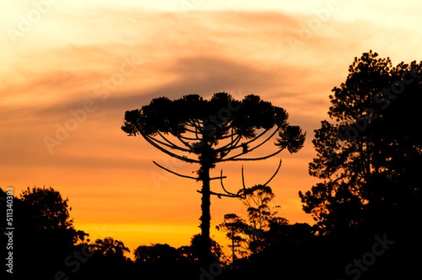Fototapeta Forest araucaria tree silhouette in a valley at sunset, In Campos do Jordão, Brazil