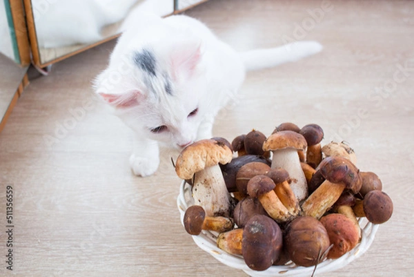Obraz White cat smells and tries fresh mushrooms harvest picked up in forest