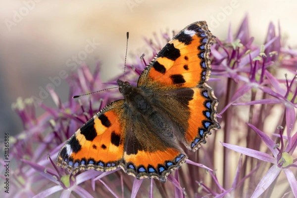 Fototapeta Kleiner Fuchs Schmetterling an Sternlauch