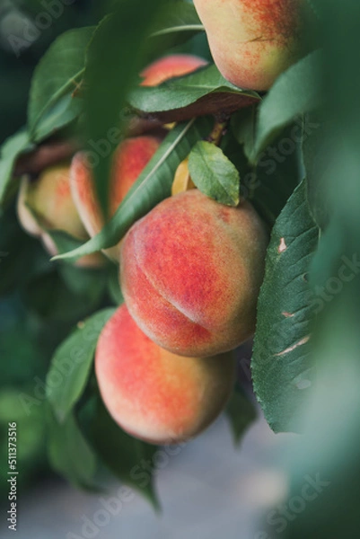 Obraz Several ripe peaches on a tree branch