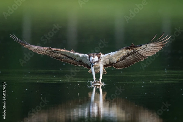 Obraz Balbuzard Pêcheur