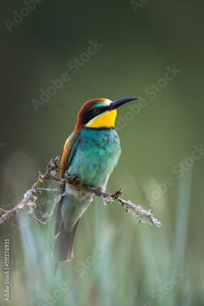 Obraz Guêpiers d'Europe