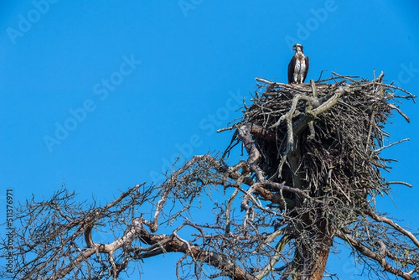 Obraz Balbuzard au nid