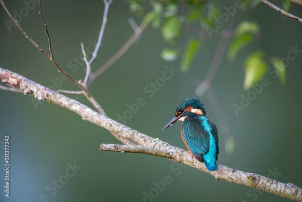 Obraz Martin Pêcheur