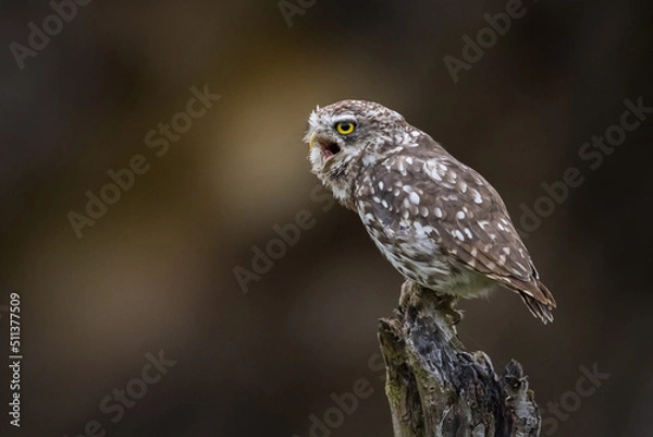 Obraz Chevêche d'Athéna