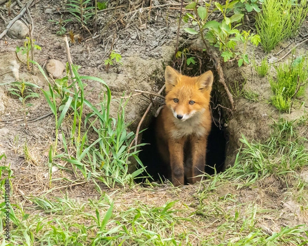 Obraz Red Fox Kit at the Den in Alaska
