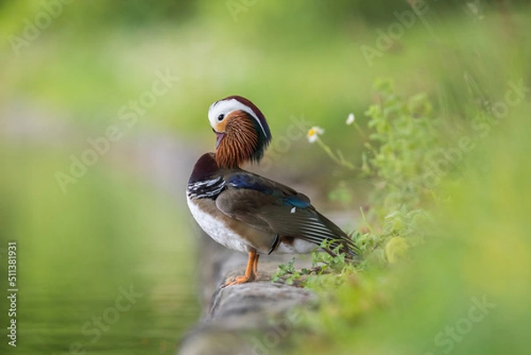 Fototapeta Canard Mandarin