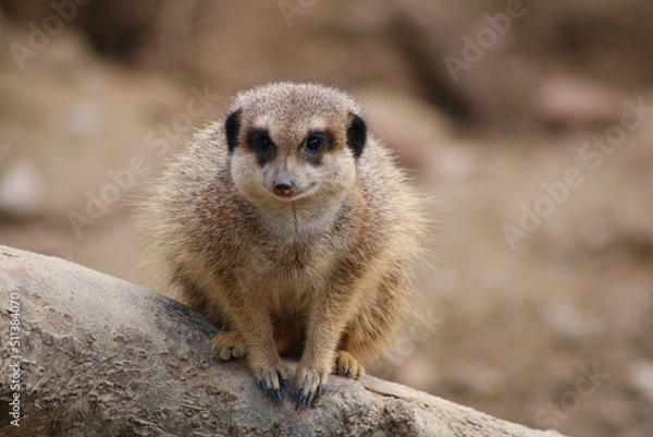 Obraz Suricate