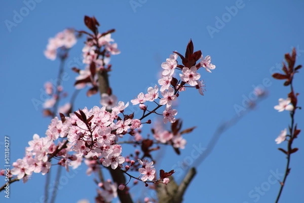 Obraz Fleurs de printemps