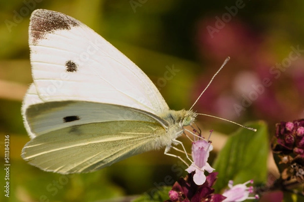 Obraz White butterfly on a flower