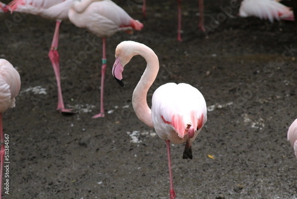 Obraz Flamants roses