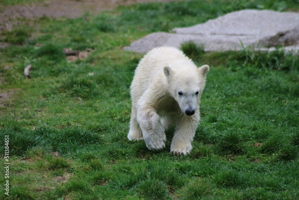 Obraz Ours blanc - Nanuq