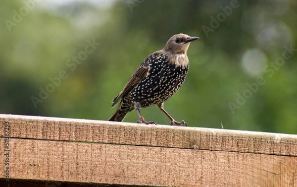 Obraz bird in the garden