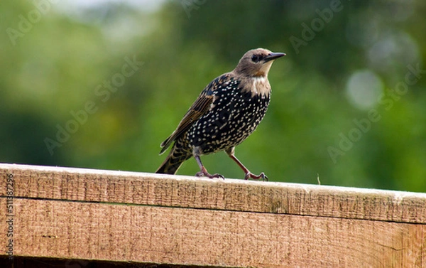 Obraz bird in the garden