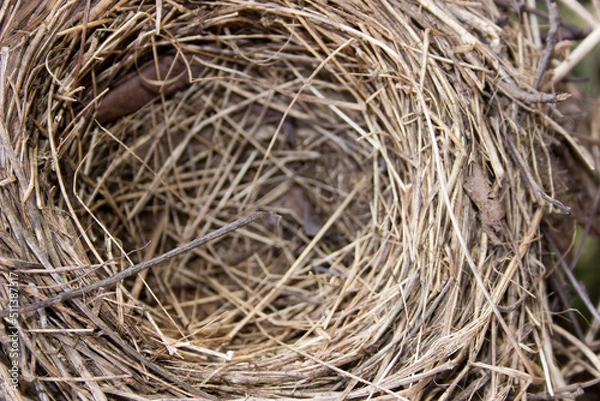 Obraz empty bird nest 