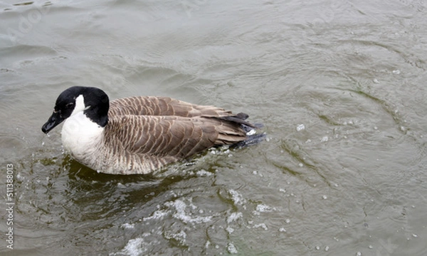 Obraz duck on the water 