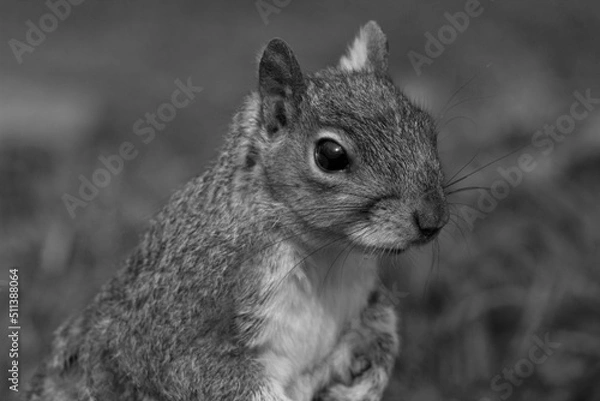 Obraz stunning squirrel 