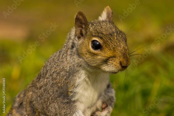 Obraz stunning squirrel 