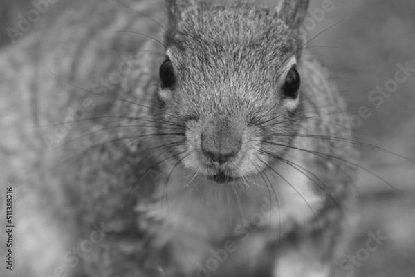 Obraz playful squirrel