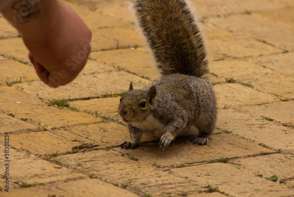 Obraz cute playful squirrel
