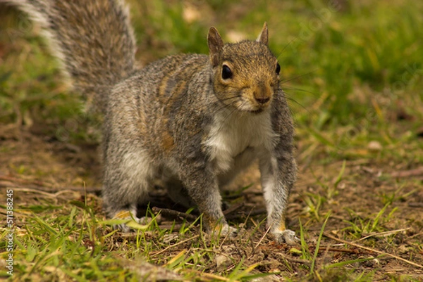 Obraz cute playful squirrel