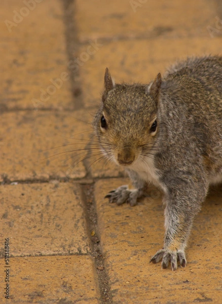 Obraz a cute playful squirrle 