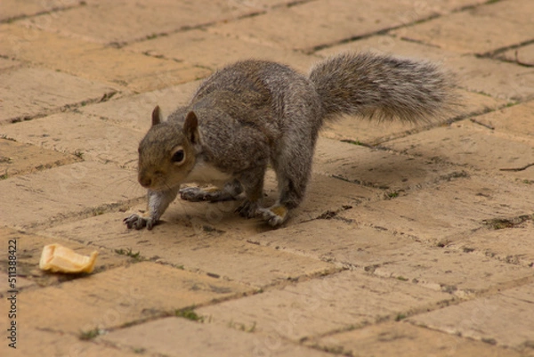 Obraz a cute playful squirrle 