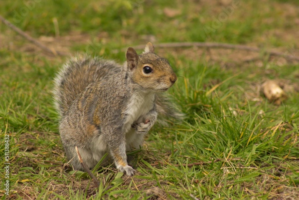 Obraz a cute playful squirrle 