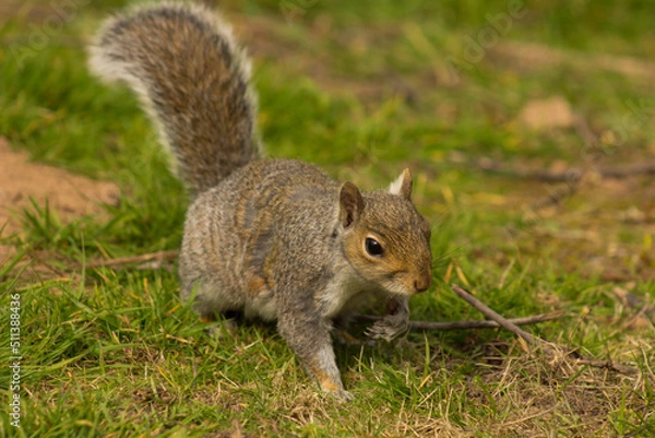 Obraz a cute playful squirrle 