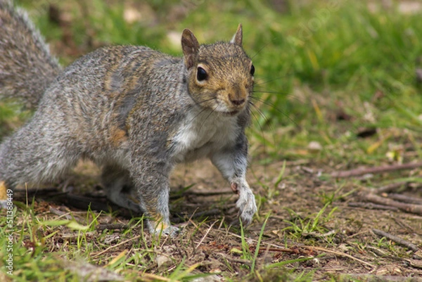 Obraz a cute squirrel 