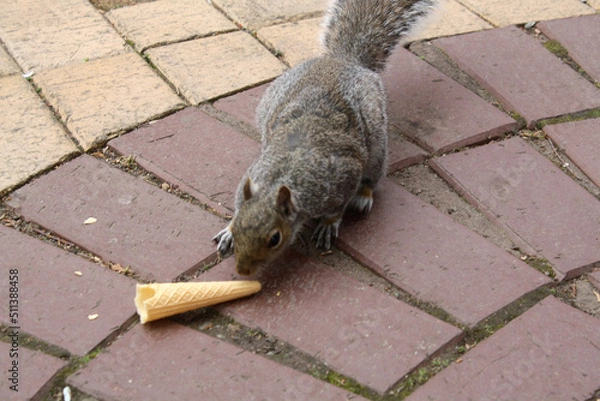 Obraz a cute squirrel 