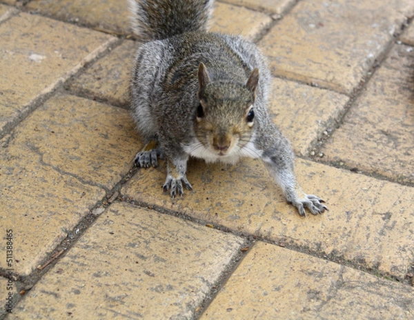 Obraz cute playful squirrel