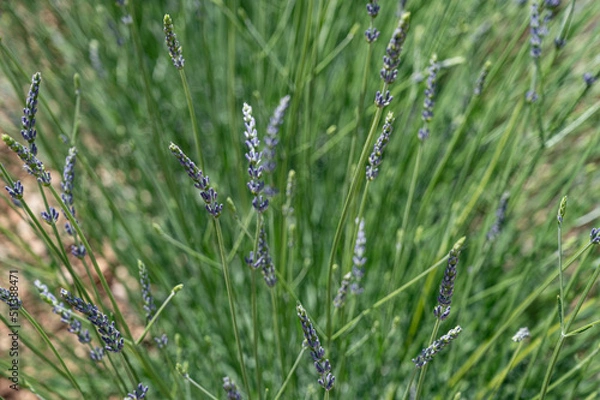 Obraz Close up of early blooming lavenders in a field. On a green and brown blurred background.