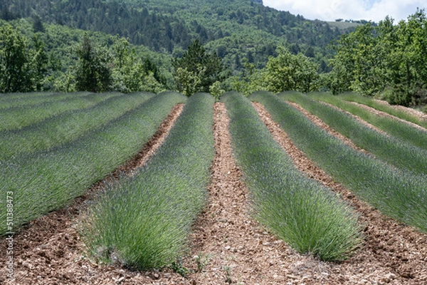 Obraz Lines of early blooming lavenders. A blue sky, trees and mountains in the background. Provence in France.