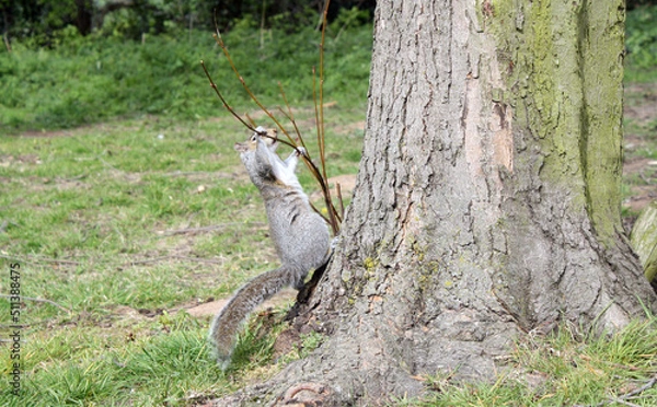 Obraz a cute squirrel 