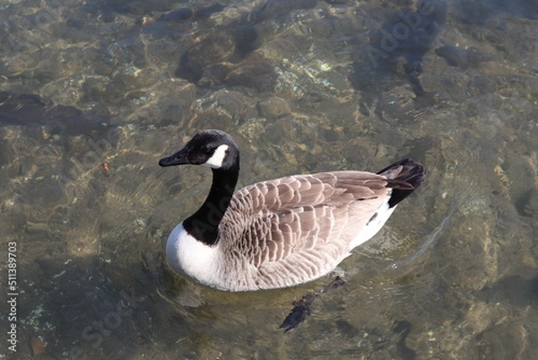 Obraz fish in a lake 