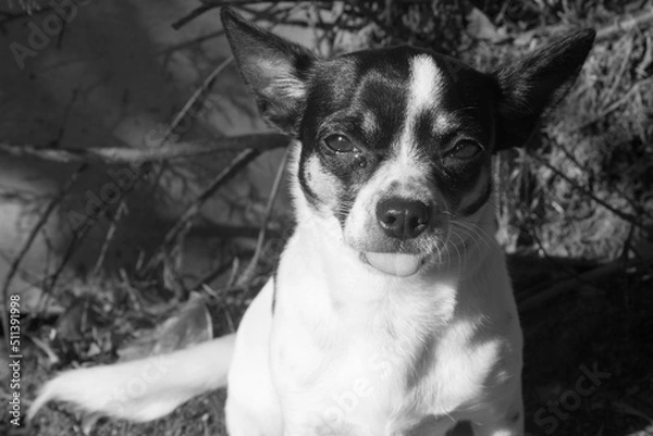 Obraz black and white dog