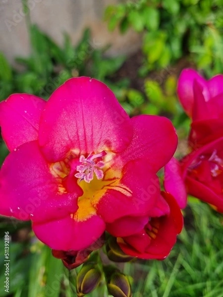 Obraz pink hibiscus flower