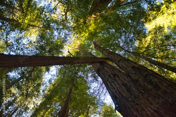 Fototapeta Muir Forest