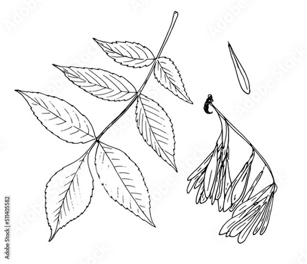 Fototapeta Botanical sketch of Fraxinus excelsior, an isolated element of a bunch earring and a leaf of a maple tree, highlighting a black outline on white for a natural design pattern