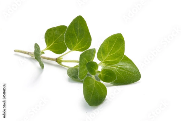 Fototapeta Seria Zioła - Oregano