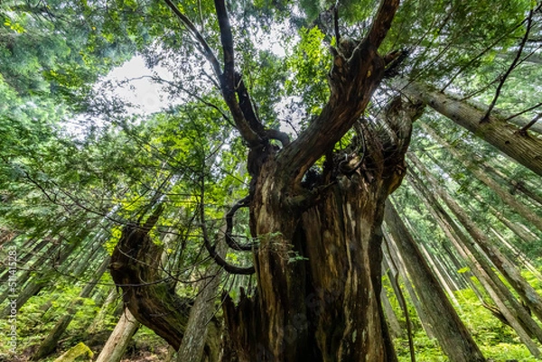 Fototapeta 株杉の森