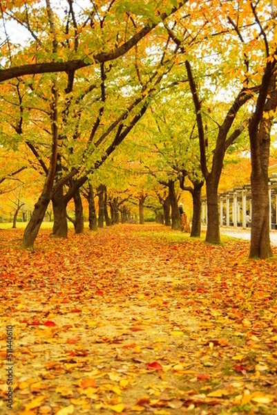 Obraz 紅葉のカーペット