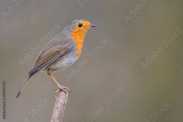 Fototapeta a robin sits on a branch