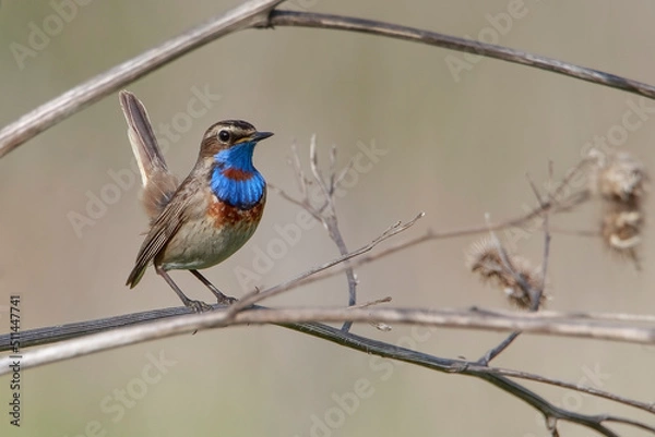 Fototapeta Bluethroat on a burdock branch