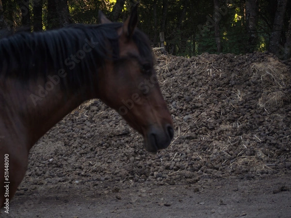 Fototapeta Huge pile of horse poop and unfocussed chestnut mare in front.
