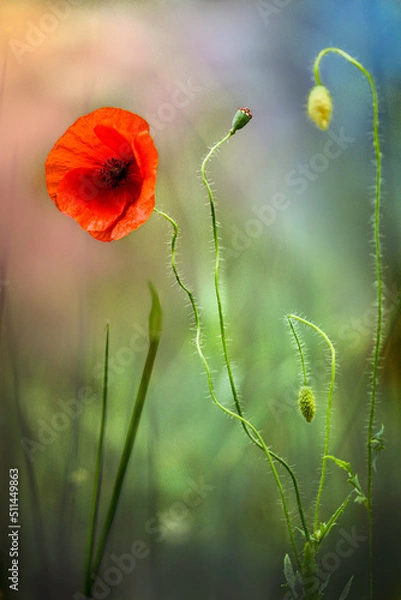 Obraz Dostojny polny mak