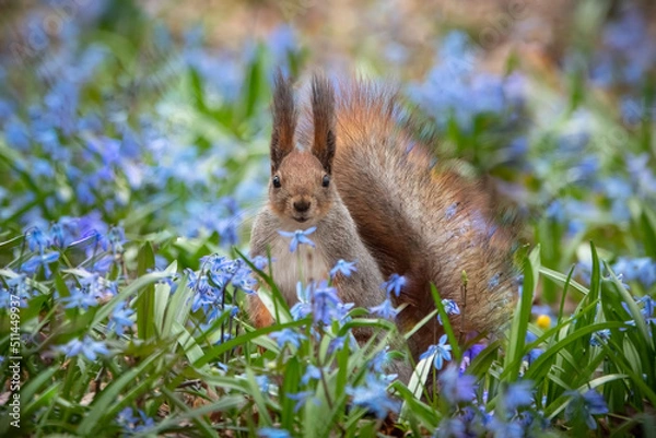 Fototapeta Red squirrel on a carpet of snowdrops